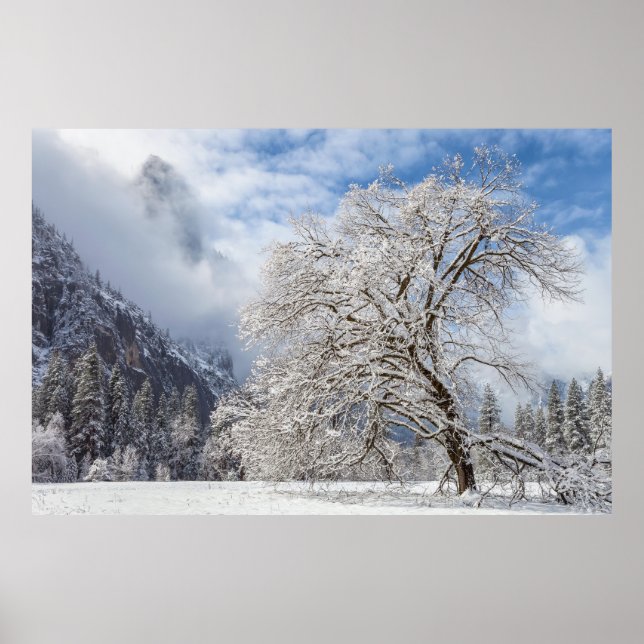Poster Snowy Oak (Frente)