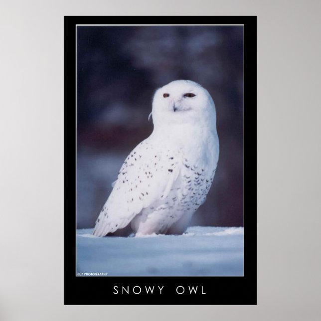 Poster Snowy Owl (Frente)