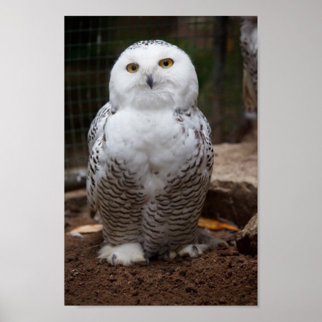 Poster Snowy Owl (Frente)