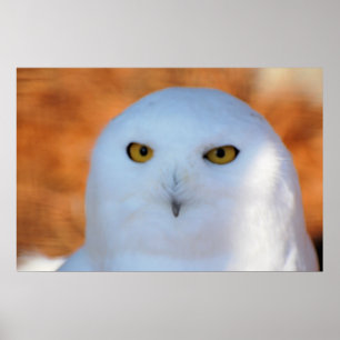Poster Snowy Owl