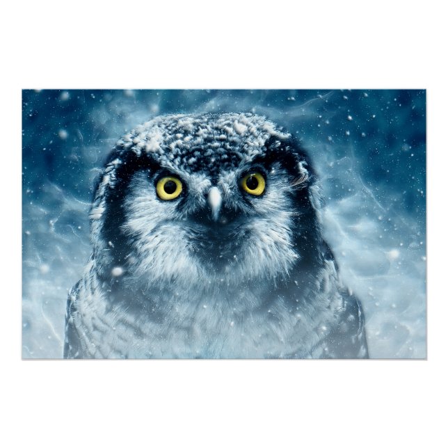 Pôster Snowy Owl Big Eyes (Frente)