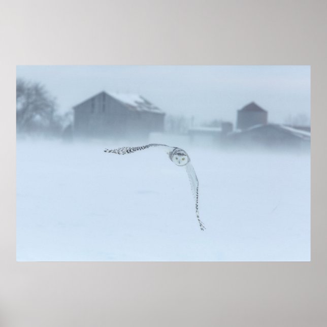 Poster Snowy Owl Em Voo No Inverno (Frente)