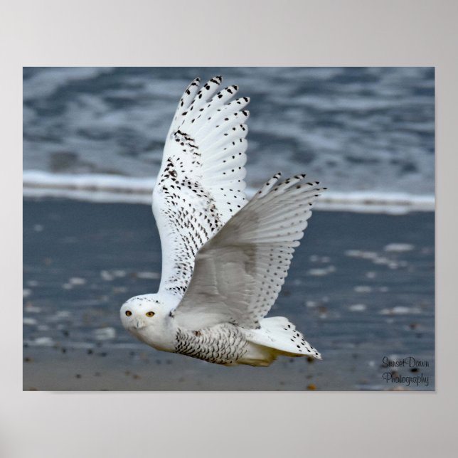 Poster Snowy Owl on Beach  (Frente)