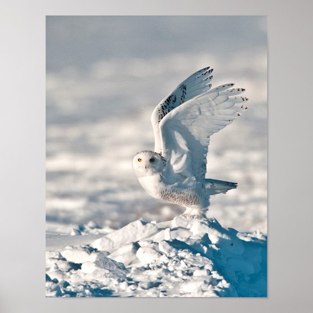 Pôster Snowy Owl taking off from snow (Frente)