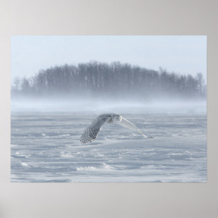 Poster Snowy Owl Voando No Inverno