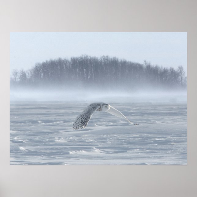 Poster Snowy Owl Voando No Inverno (Frente)