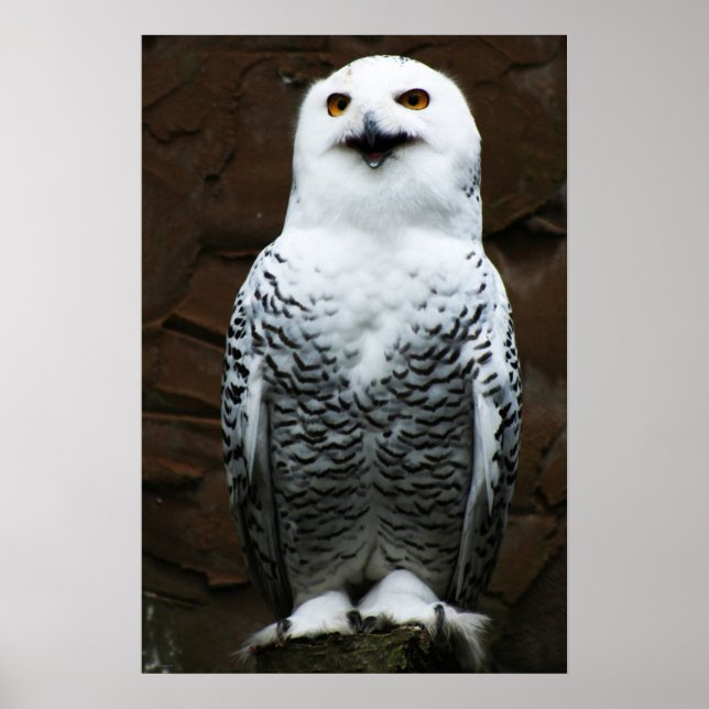 Poster Snowy Owl wapcn (Frente)