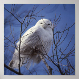 Poster Snowy Owl - White Bird against a Sapphire Blue Sky