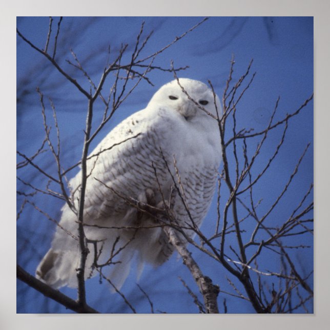 Poster Snowy Owl - White Bird against a Sapphire Blue Sky (Frente)