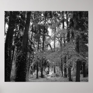 Pôster Snowy Woods