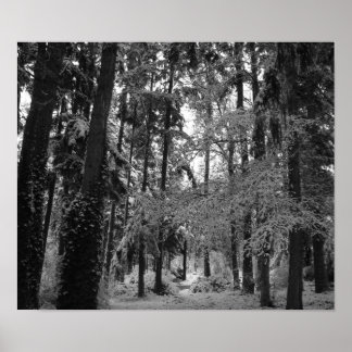 Pôster Snowy Woods
