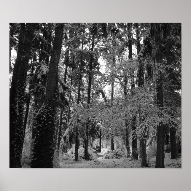 Pôster Snowy Woods (Frente)