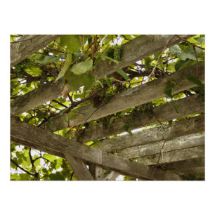 Pôster Sob um dossel das uvas