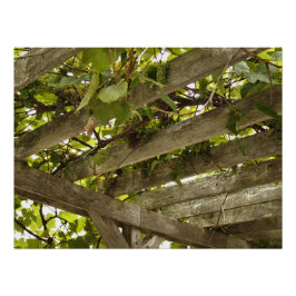 Pôster Sob uma copia de Uvas