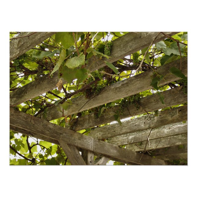 Pôster Sob uma copia de Uvas (Frente)