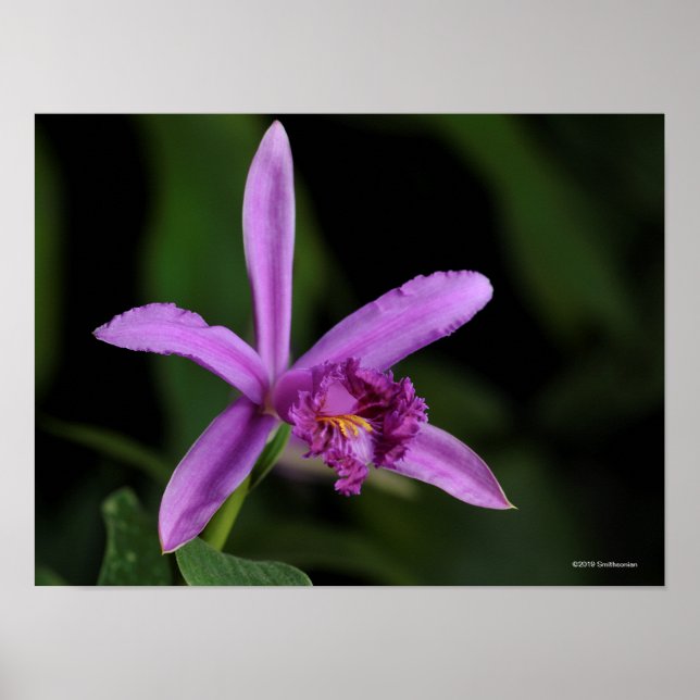 Poster Sobralia Bouchei (Frente)