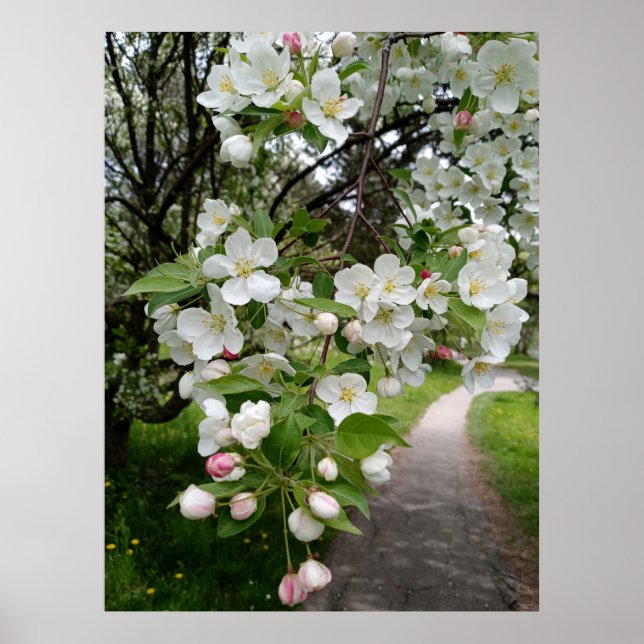 Poster Sobre as Boughs dos Blossoms (Frente)