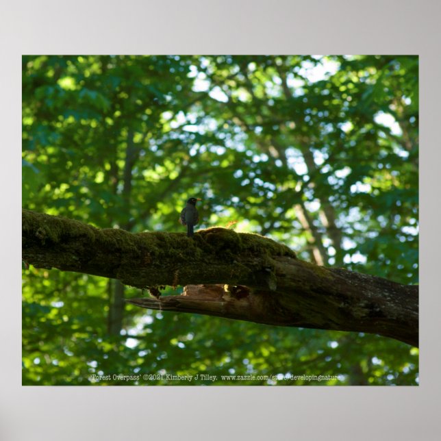 Poster Sobreposição de Floresta (Frente)