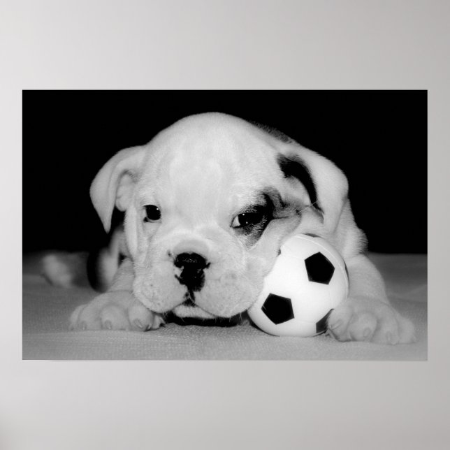 Poster "Soccer Puppy" (Frente)