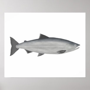 Poster Sockeye Salmon - Fase Oceânica