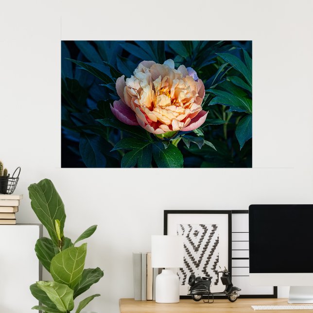 Poster Soft Splendor: Fotografia de Peach Peony (Escritório em casa)