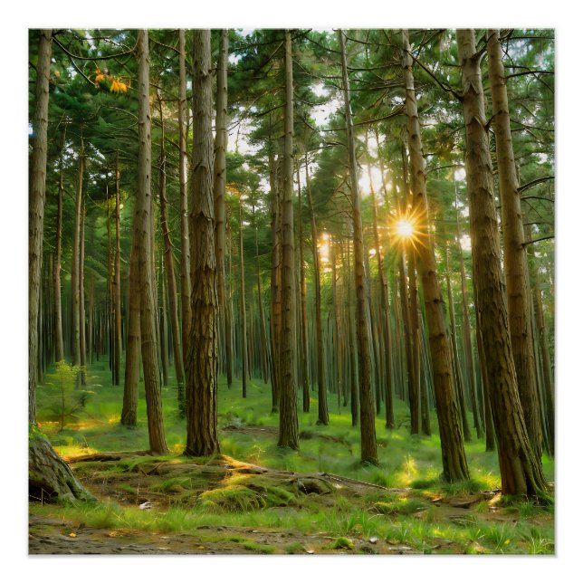 Pôster Sol através das árvores (Frente)