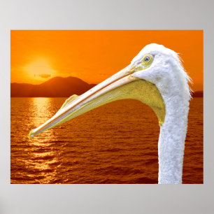 Poster Sol branco-americano Pelicano em Corfu