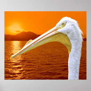 Poster Sol branco-americano Pelicano em Corfu