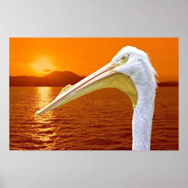 Poster Sol branco-americano Pelicano em Corfu (Frente)