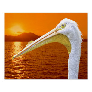 Pôster Sol branco-americano Pelicano em Corfu