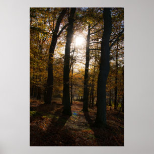 Pôster Sol da floresta