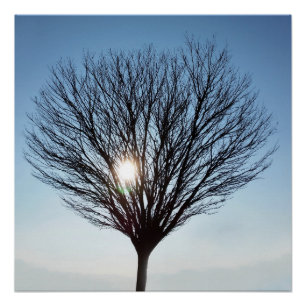 Pôster Sol de inverno