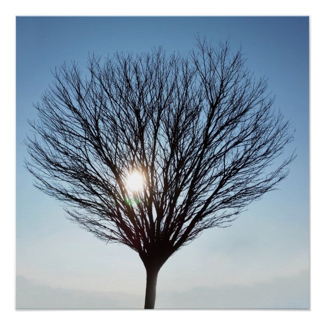Pôster Sol de inverno (Frente)