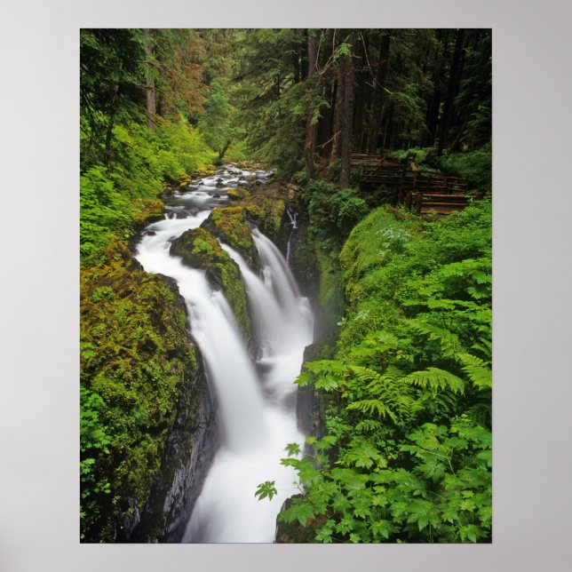 Pôster Sol Duc Cai no Parque Nacional da Olimpiadas em (Frente)