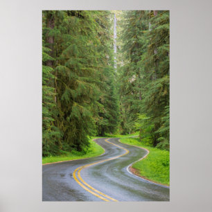 Poster Sol Duc River Road através da floresta