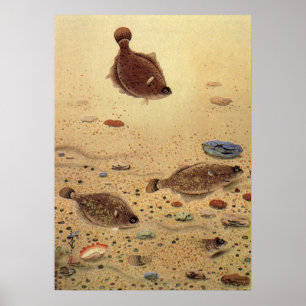 Poster Soles ou Peixes Chatos, Vida Marinha Oceânica Anti