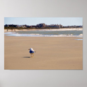Pôster Solitário Seagull na praia de Kiawah Island