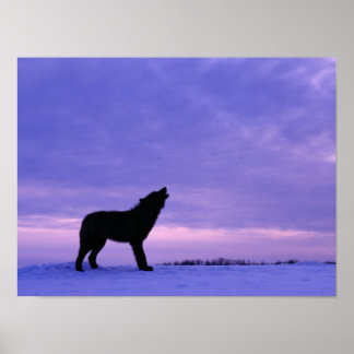 Poster Solitário Wolf