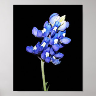 Poster Solteiro Bluebonnet no fundo preto