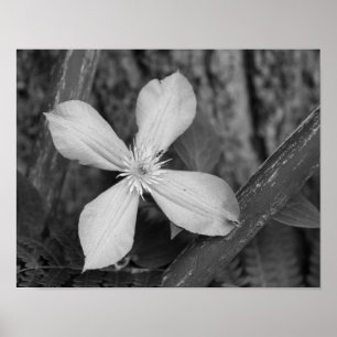 Poster Solteiro Clematis Flower Black E White