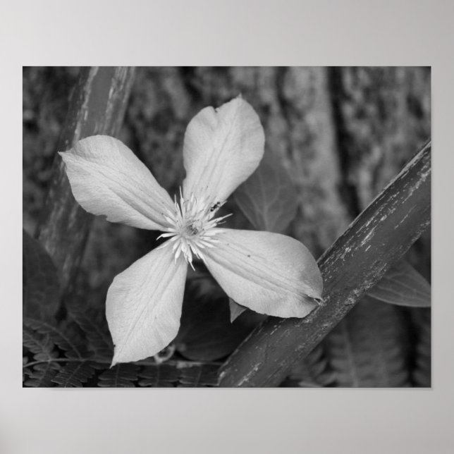 Poster Solteiro Clematis Flower Black E White (Frente)