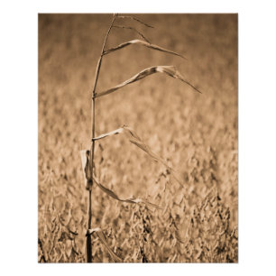 Pôster Solteiro Cornstalk no campo
