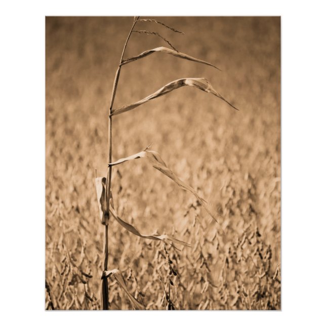 Pôster Solteiro Cornstalk no campo (Frente)
