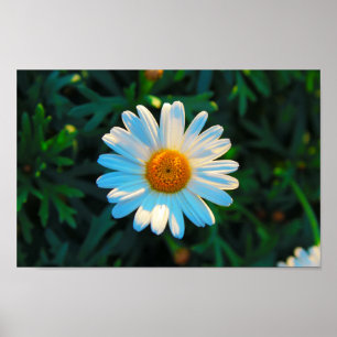 Poster Solteiro Daisy
