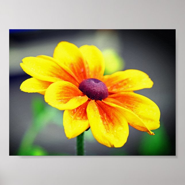 Poster Solteiro Elegante Laranja Amarelo Dahlia Flor (Frente)