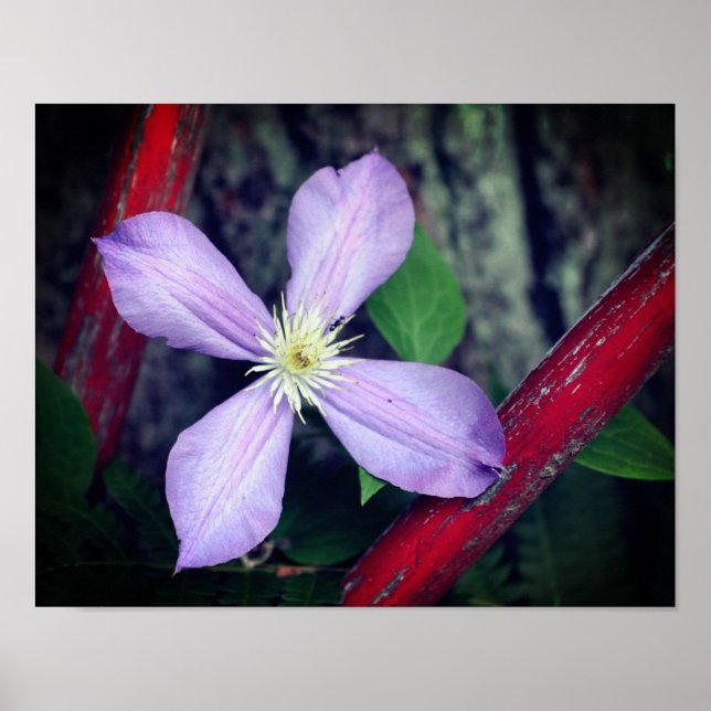 Poster Solteiro Lavanda Clematis Flower (Frente)