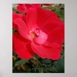 Poster solteiro prirose