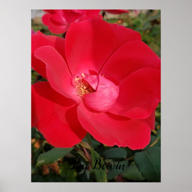 Poster solteiro prirose (Frente)