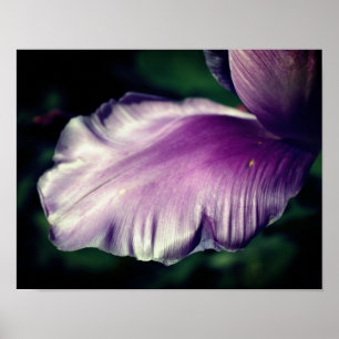 Poster Solteiro Púrpura Flor Da Tulpa Fecho Petal Fecho
