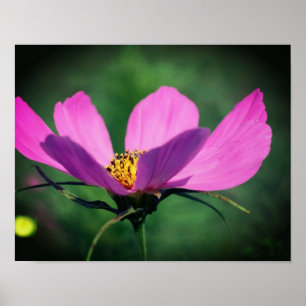 Poster Solteiro Rosa Cosmos Flor Em Sangue